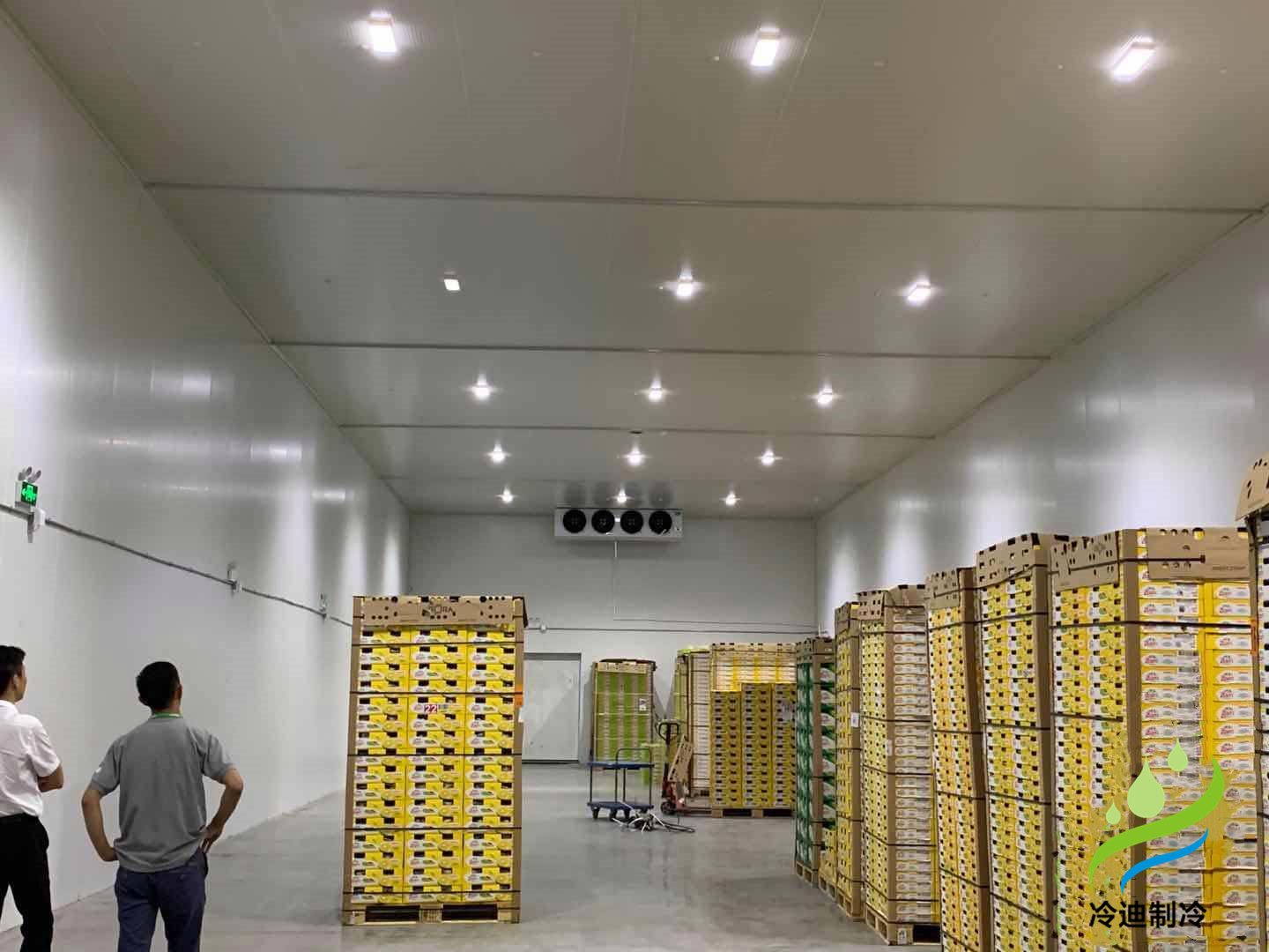 香蕉冷庫多少度儲存合適？香蕉在冷庫能放多久？